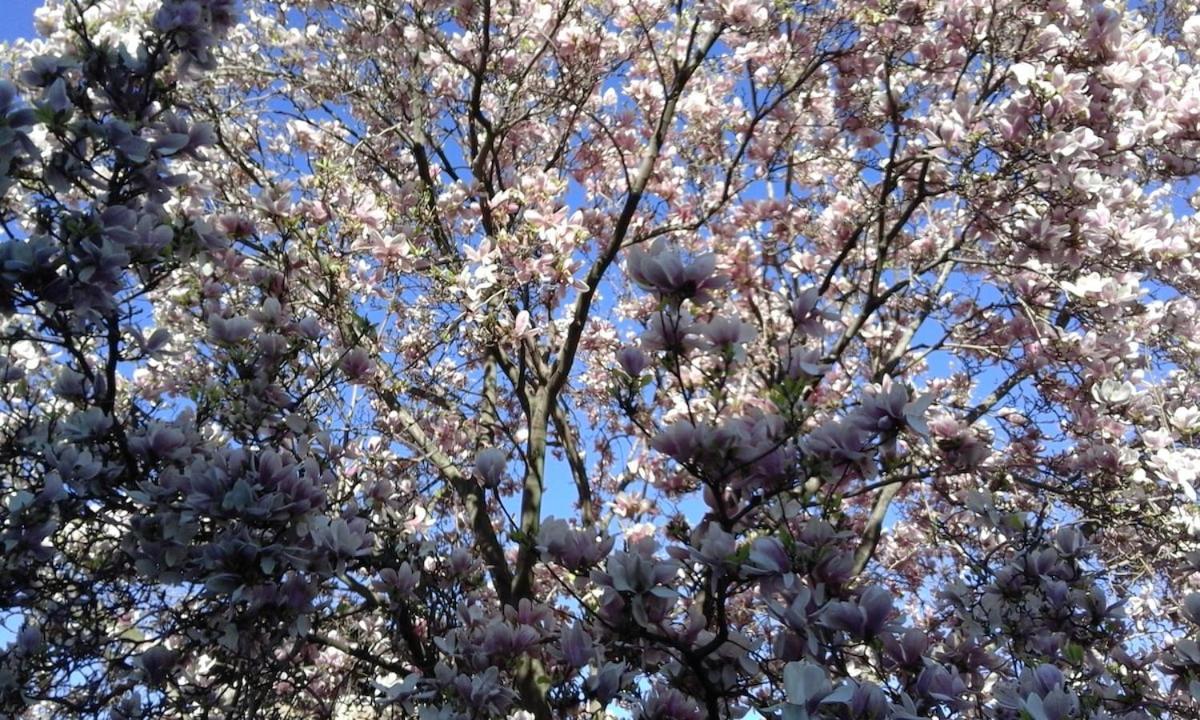 Lovely, Downtown Florence, La Magnolia Appartamento *